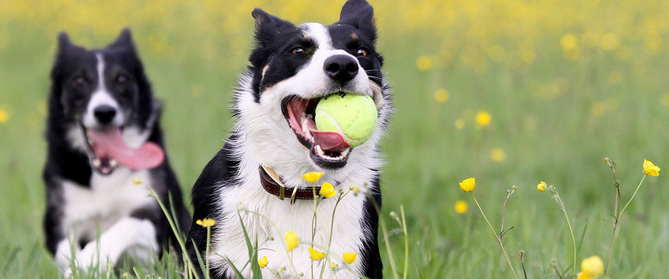 Dogs - The Mardens Cattery and Kennels
