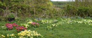dog-cat-kennels surrey UK