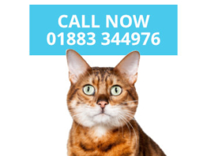 Cattery Surrey